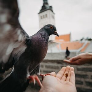 Suplimente Nutriție Porumbei